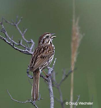 Song Sparrow w02-48-034.jpg - 27657 Bytes